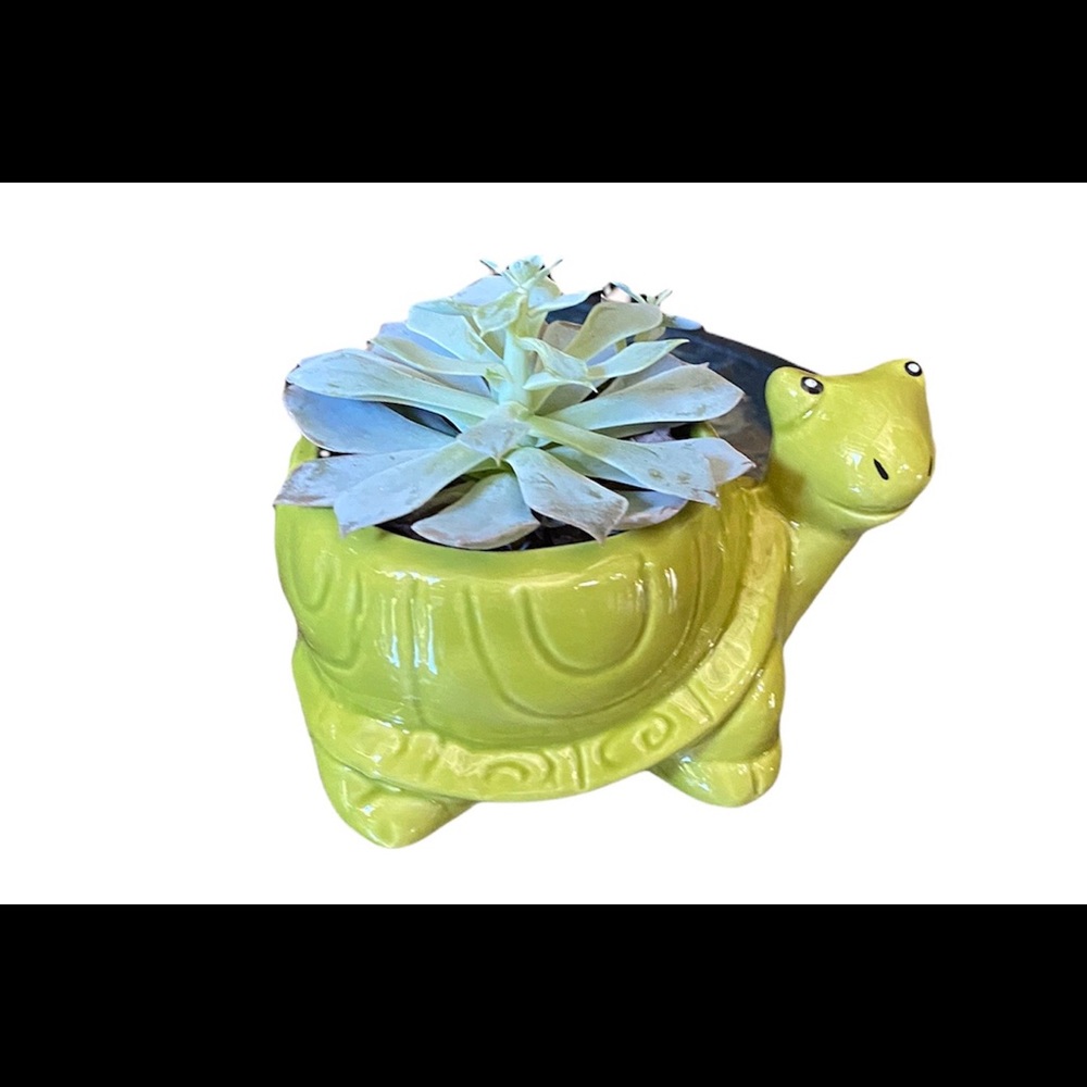 Cute Animal Planter Only Succulent Plant not Included.